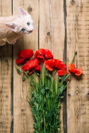 Cute kitty near bunch of poppies
