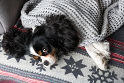 Cavalier Spaniel cosy in a blanket and winter pattern
