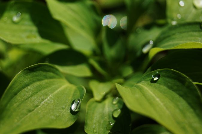 Water drops on green leaves