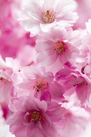 Pink cherry blossom flowers, vertical composition