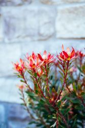 Red safari sunset conebush in front of stone wall