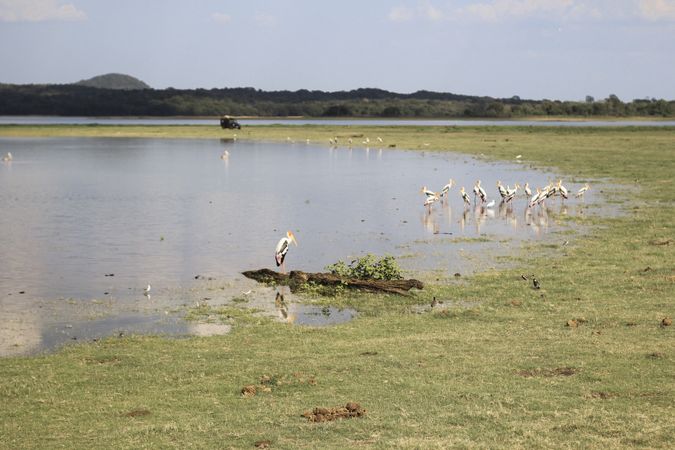 Flock of pelicans near lake
