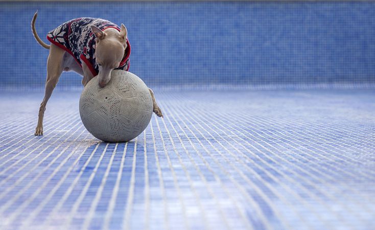Italian greyhound dog playing in the pool with a ball