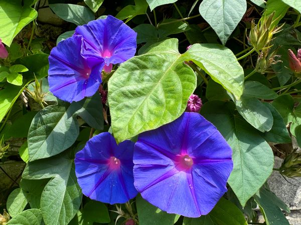 Blue Morning Glories, ile de Ré, France
