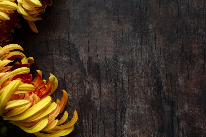 Autumn theme background. Copy space