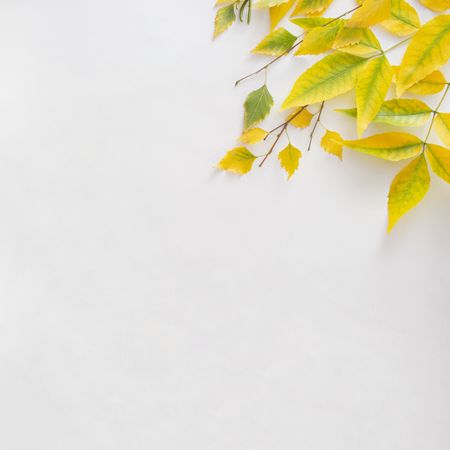Yellow leaves in the corner of plain background with copy space