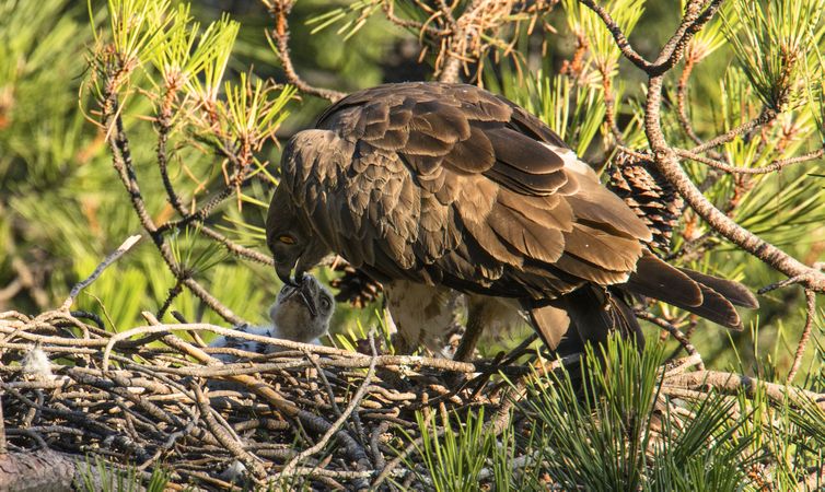 Eagle feeding newborn bird in nest