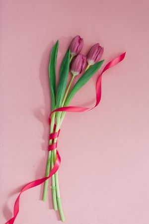 Pink tulips on clear background