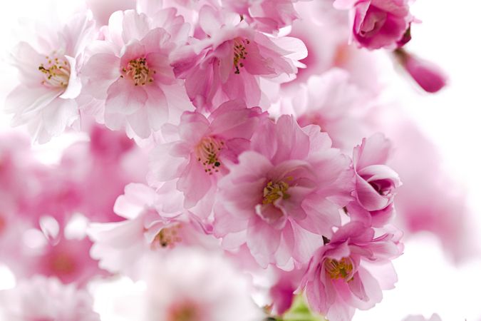 Beautiful feathery pink cherry blossom flowers, vertical composition