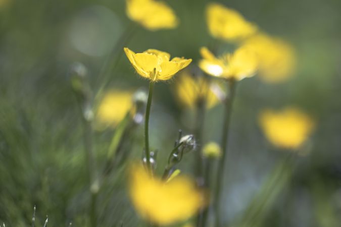 Side view of yellow poppy