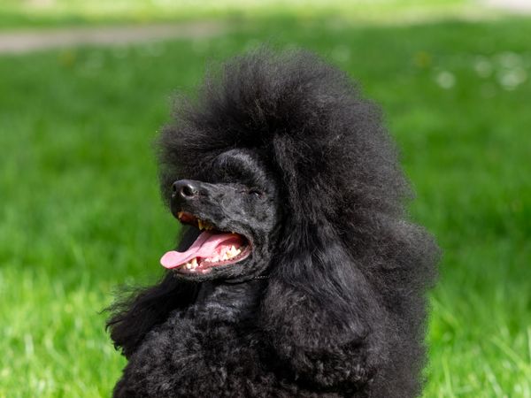 A very beautiful and elegant dark poodle.