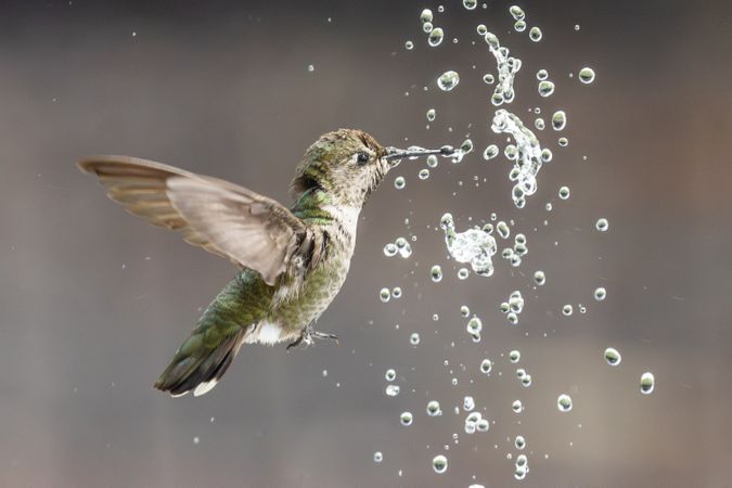 Beautiful Immature Male Anna's Hummingbird Enjoying The Water Fountain