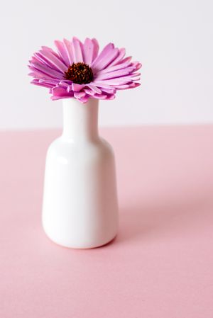 Violet daisy flowers in a pink and white background