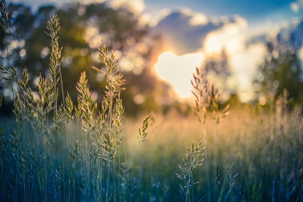 Close up of long grass as sun sets