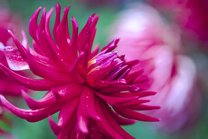 Side view of Alfred Grille Dahlia flower