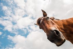 from below view of crop brown horse head in a cloudy background