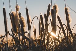 Reeds with fluffs at sunset