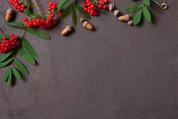 Hazelnut and red berries on dark background with copy space