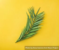 Single palm branch against yellow background 5RDdNb