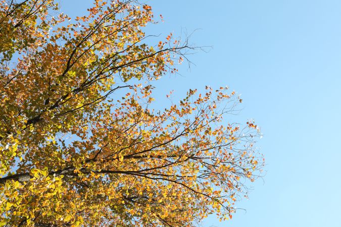 Tree with yellowed leaves against blue sky, space for text