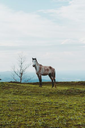 Horse on green lawn in countryside