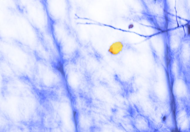 Blurred trees in forest
