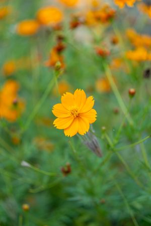 Orange kenikir flower in full bloom