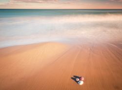 Mollusks on sand near waving sea