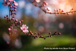 Colorful pink cherry blossom branch 49e1y4