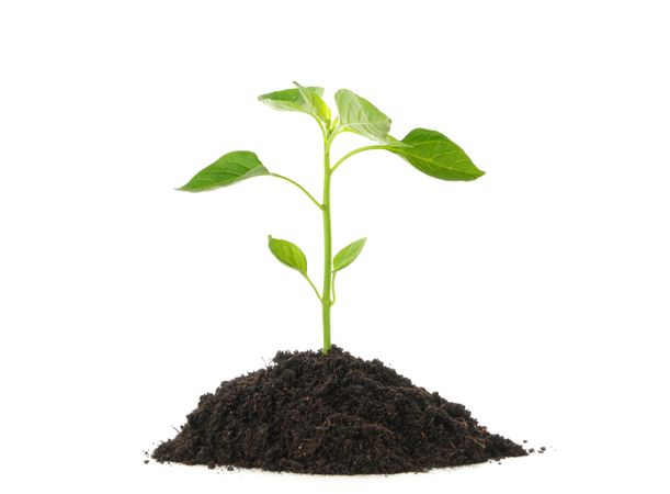Saplings seedlings in soil isolated on blank background. Environmental protection. Agriculture