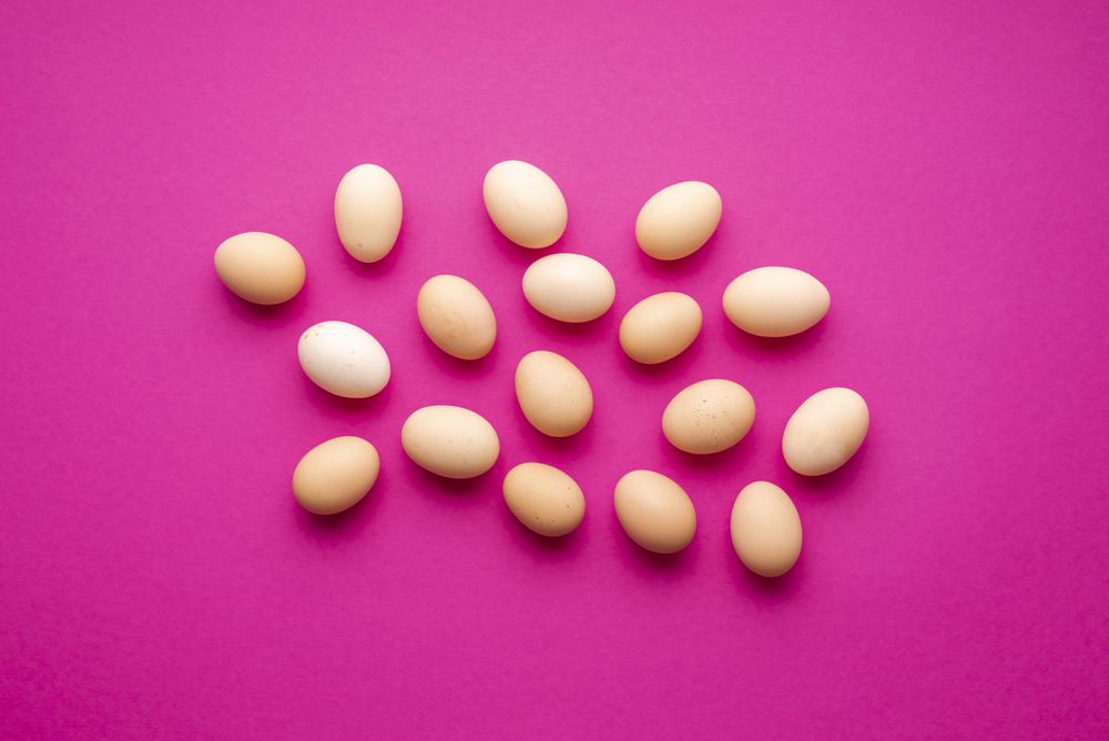 Chicken eggs flat lay on a pink colored background