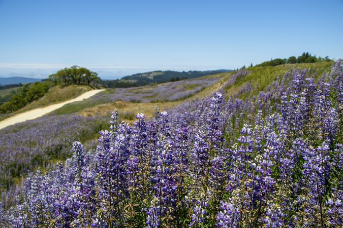 View of hills with purple flowers