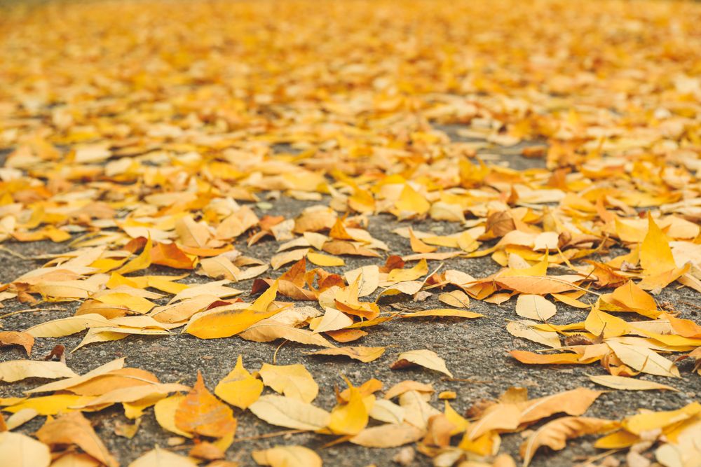Asphalt with fallen yellow leaves. Autumn background