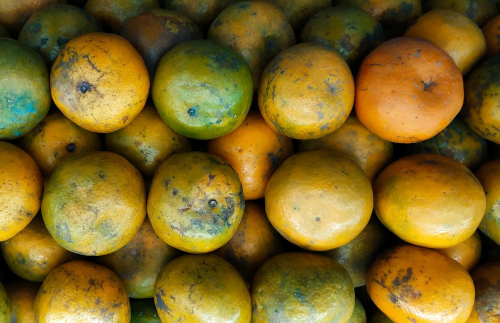 Orange fruit