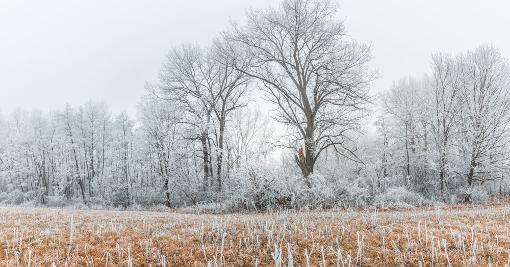 Frosty forest on an overcast day, wide