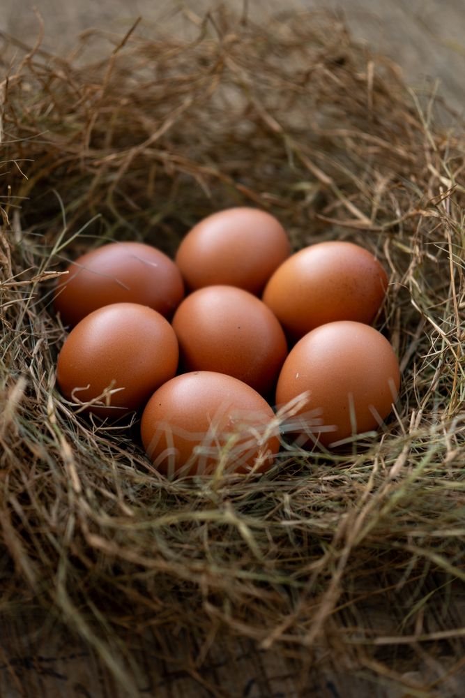Several chicken eggs resting on a nest