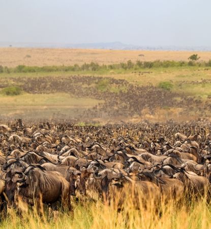 Huge herd of wildebeest migrating across the Kenyan savanna during the Great Migration