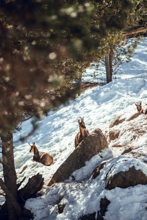 Goats pasturing on hill between snow