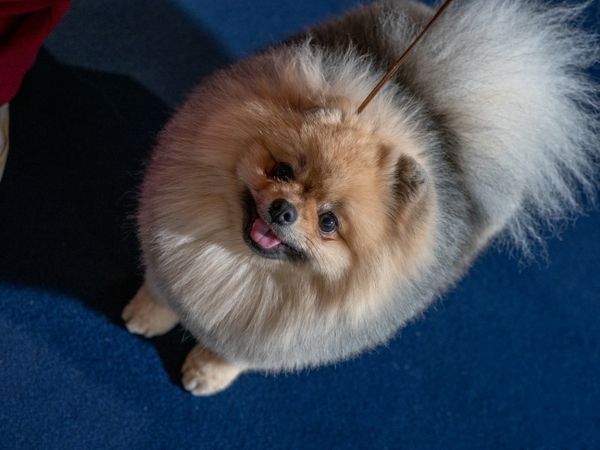A funny spitz, a tiny dog.