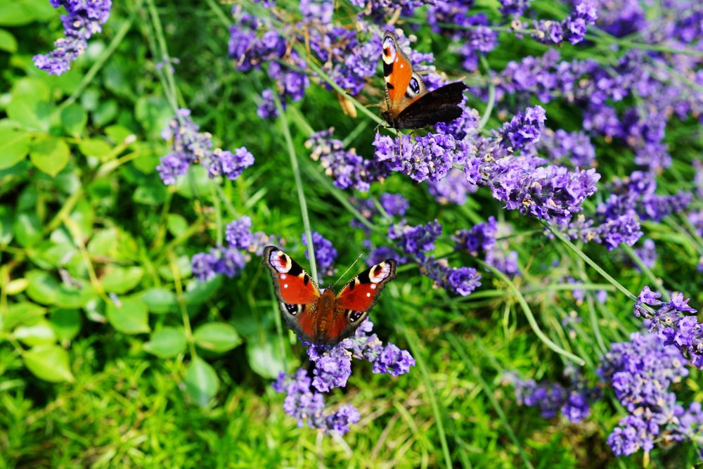 Various flowers growing in garden