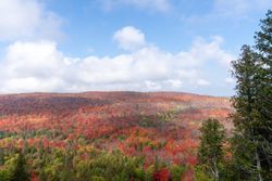 Overview of red fall forest