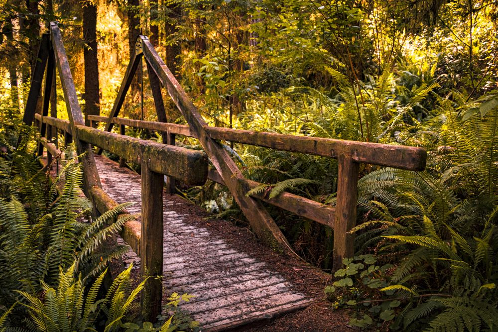 Beautiful wooden pedestrian bridge in lush forest