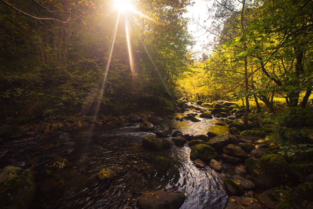 Small river and waterfall flowing in green dark beautiful forest.