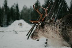 Reindeer in snowy countryside