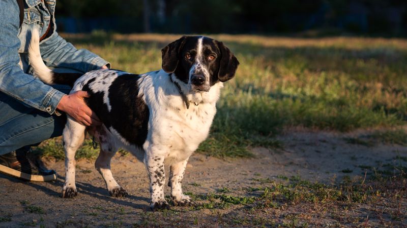 Man and basset hound enjoying playful moment outdoors.