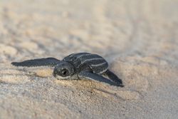 Baby turtle crawling on sand to water