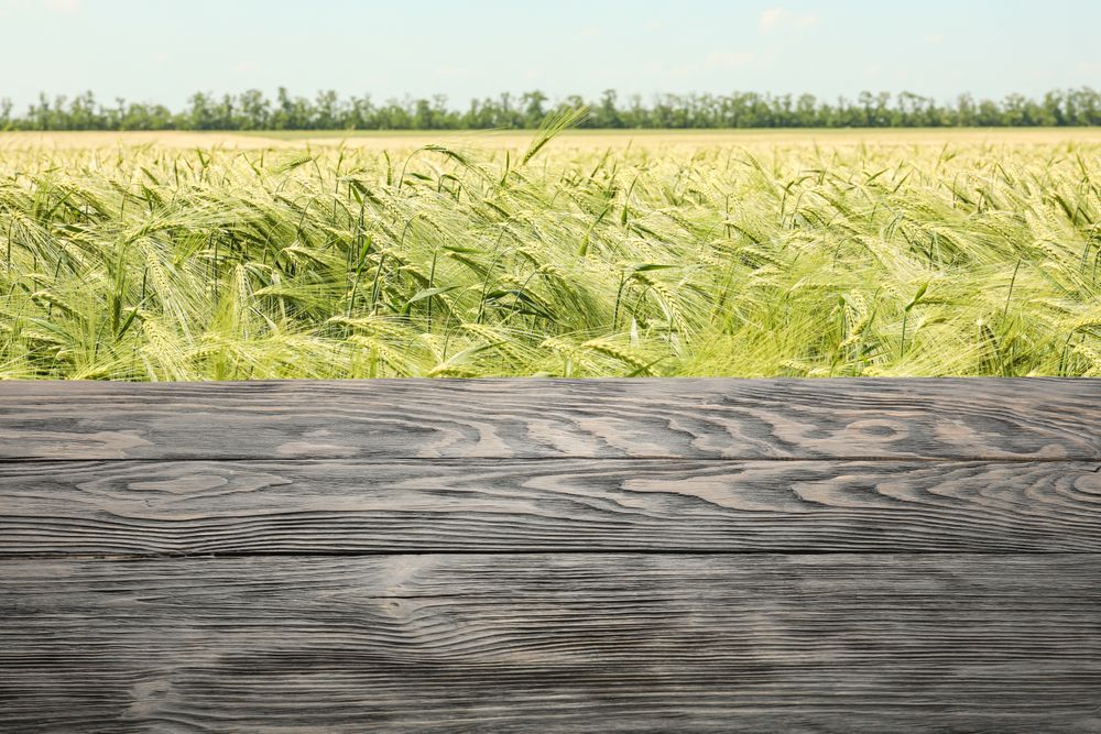 Wooden table against barley field. Mock up