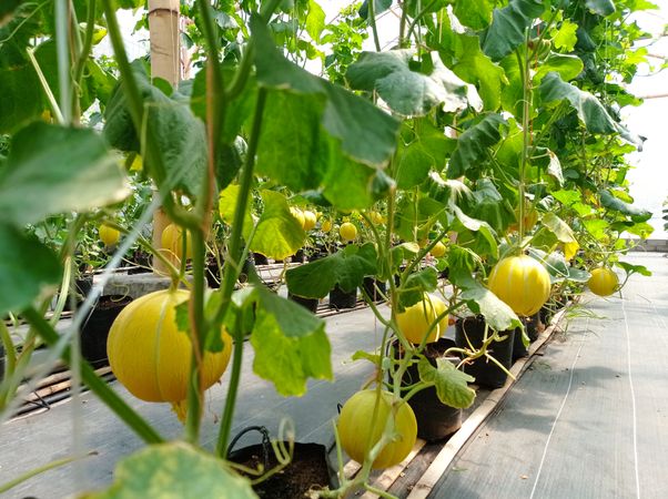Hydroponic Melons