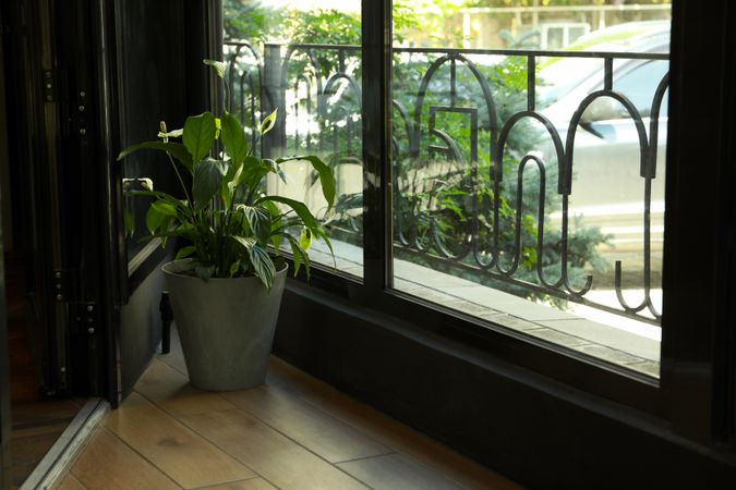 Plant in a flower pot in the restaurant