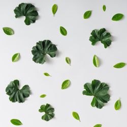 Pattern of green leaves on light background